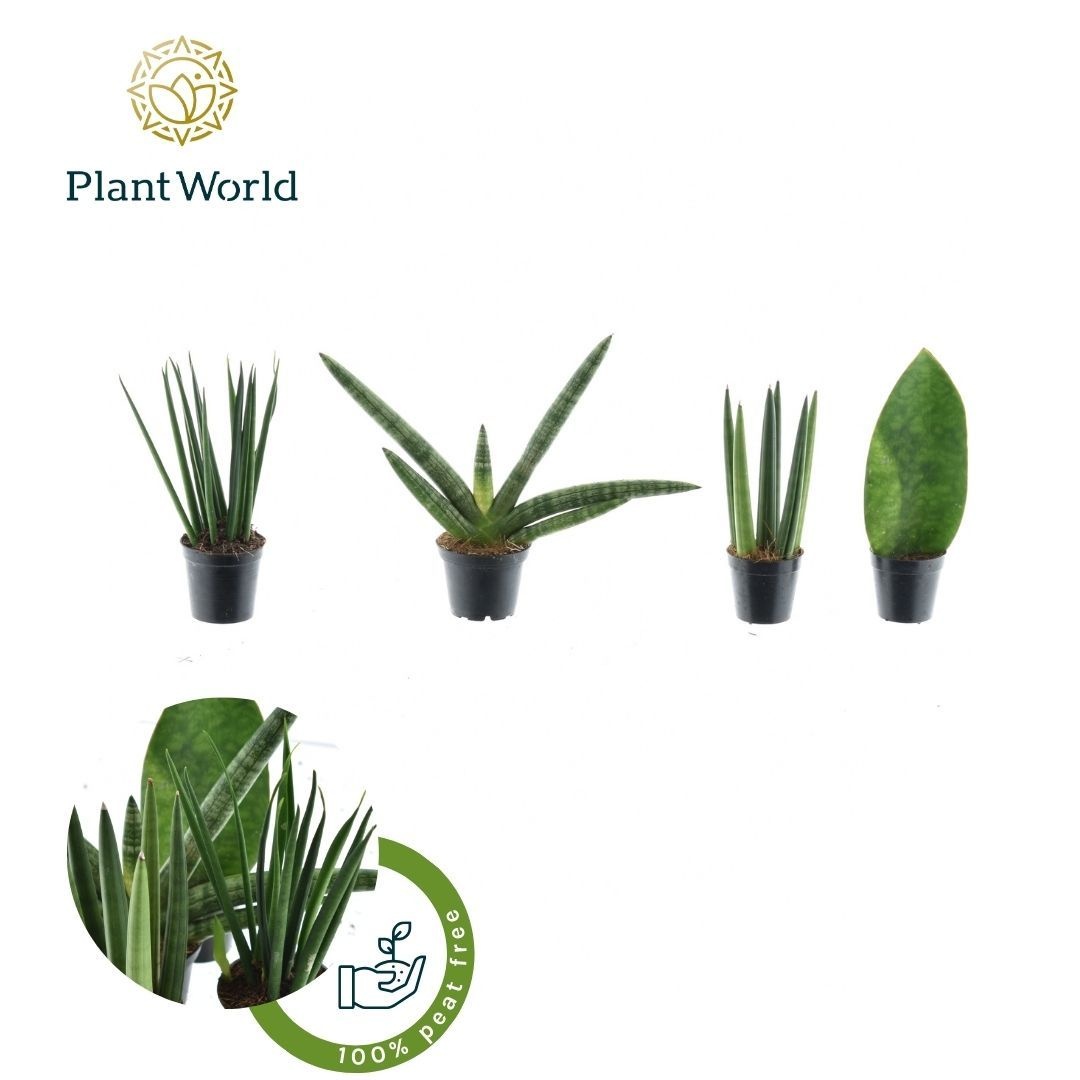 Sansevieria mix Karakum P5,5, D 5,5 cm