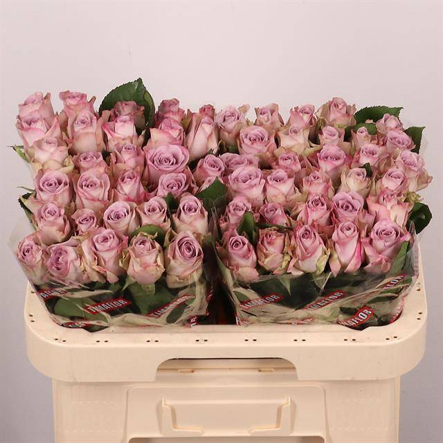 Роза од. Мемори Лэйн 60, шт.