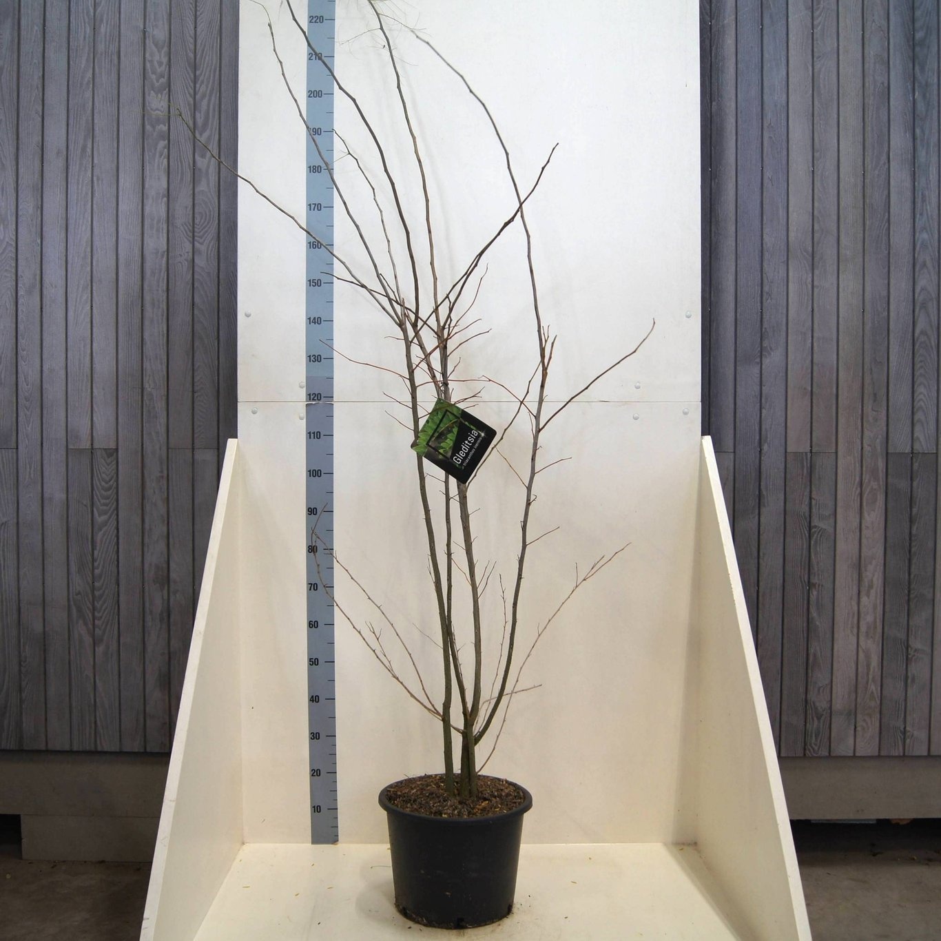 Gleditsia triacanthos inermis, D 40