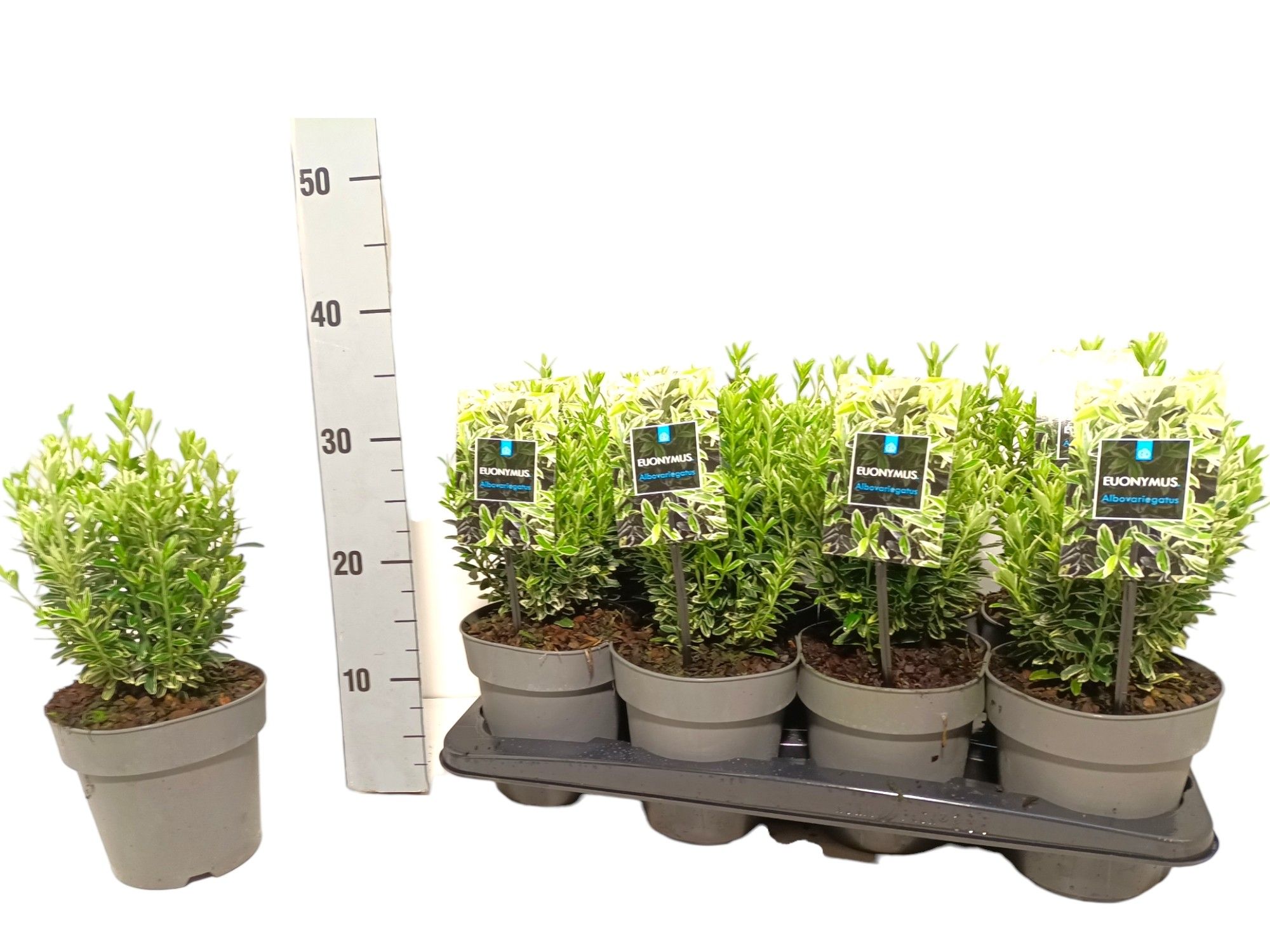 Euonymus japonicus 'Microphyllus Albovariegatus', D 15