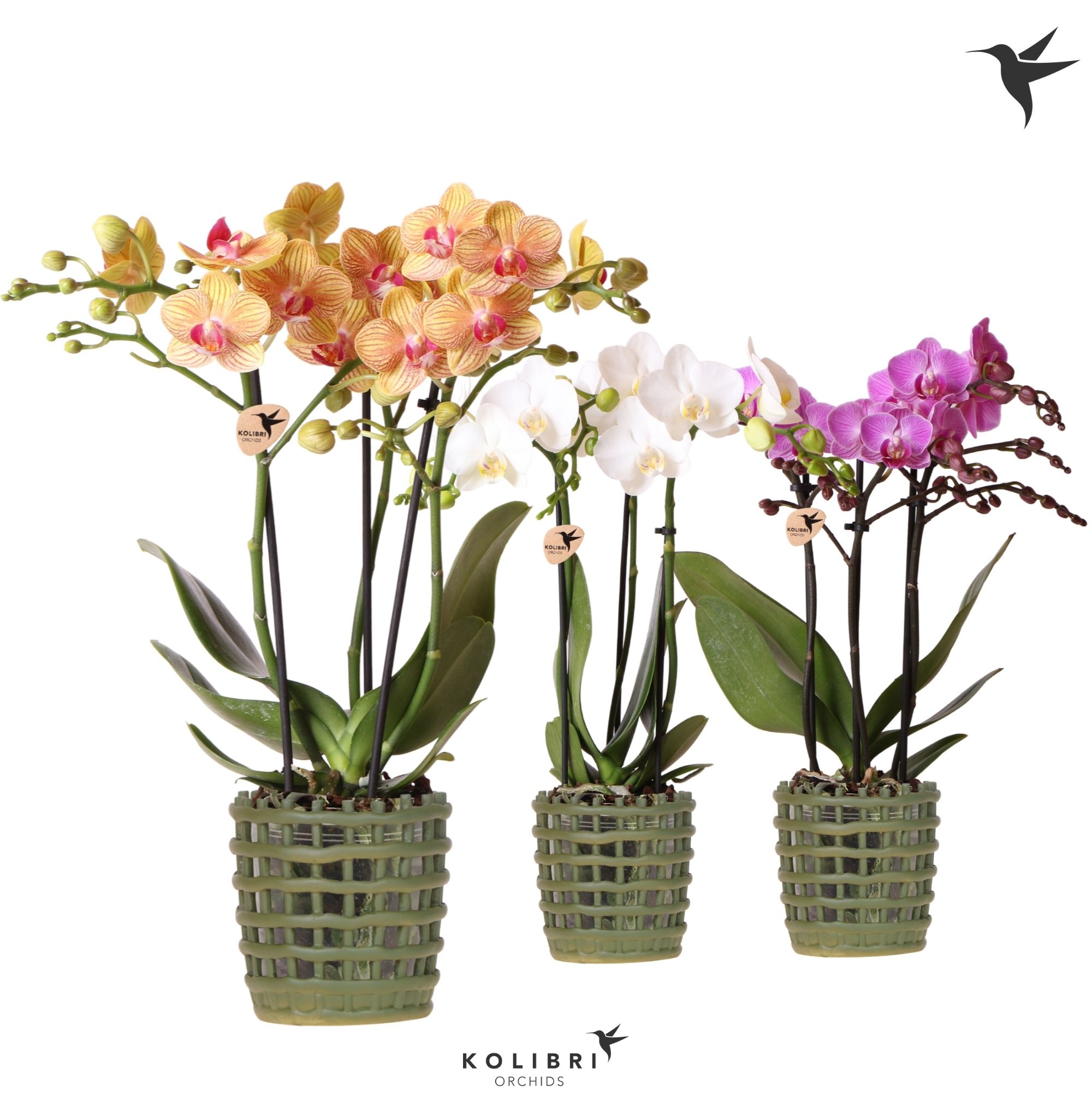 Kolibri Orchids Phalaenopsis mix 3 spike in Mesh pot green, D 9