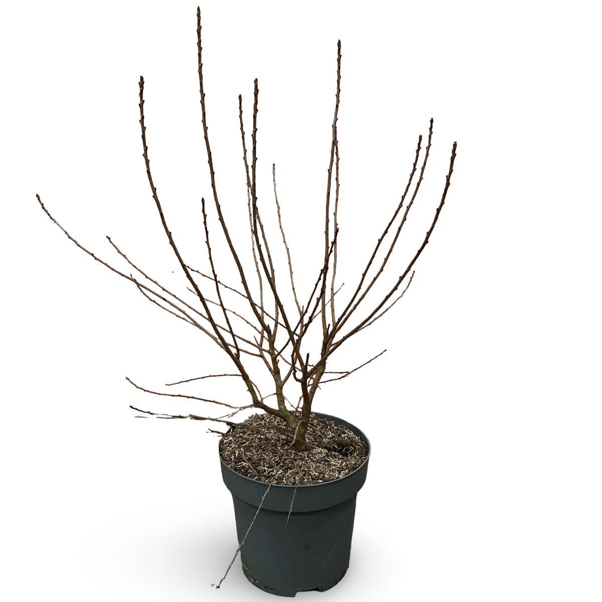 Exochorda racem. 'Niagara', D 31