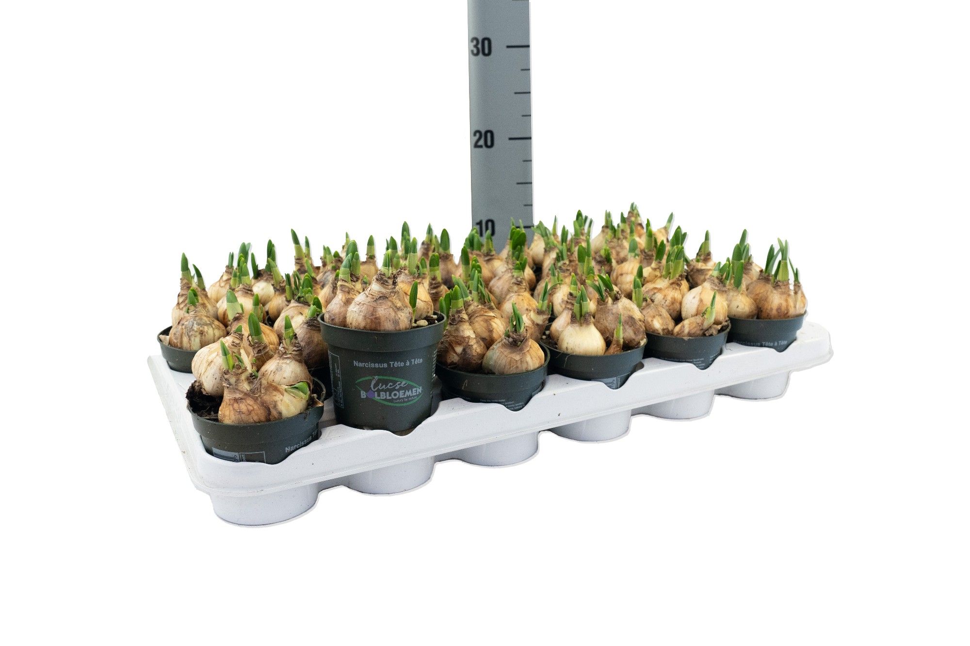 Narcis Tete a Tete, D 9