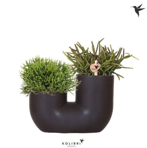 Kolibri Greens Rhipsalis mix in Tube pot black, D 18