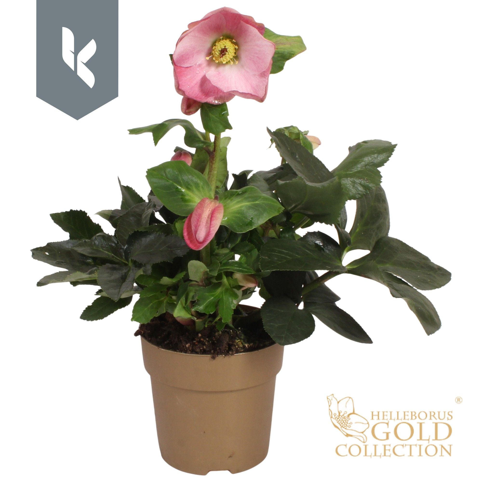 HGC Helleborus Winter Ballet Kacy in gouden pot, D 15 cm