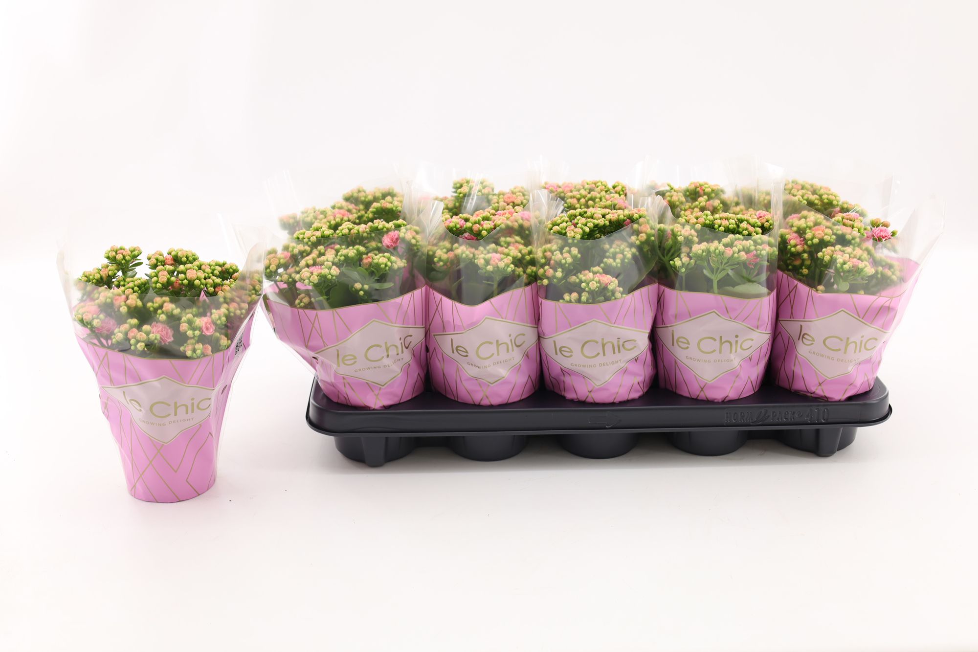 Kalanchoe Double, Le Chic Pink-White, D 10,5
