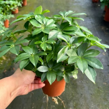 Счеффлера 110 Дак Фут Три 11 27