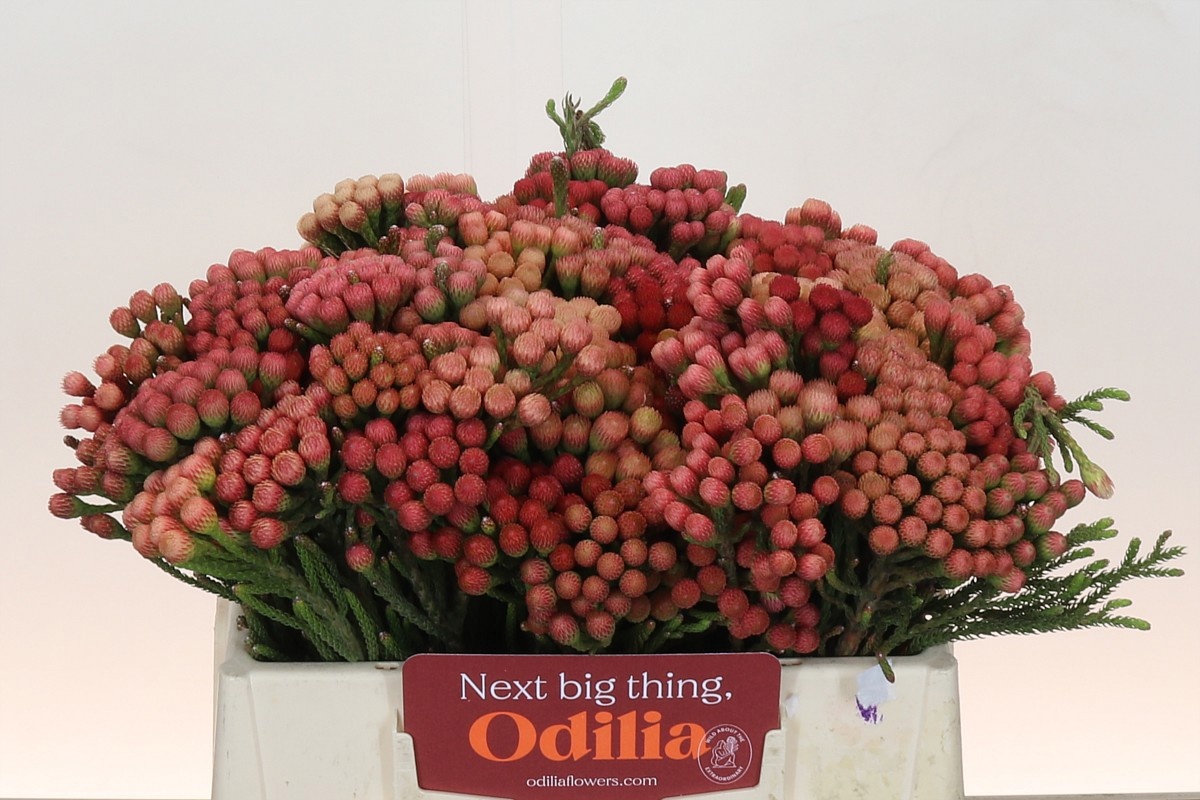 Бруния Лаевис Рэд 35, шт.