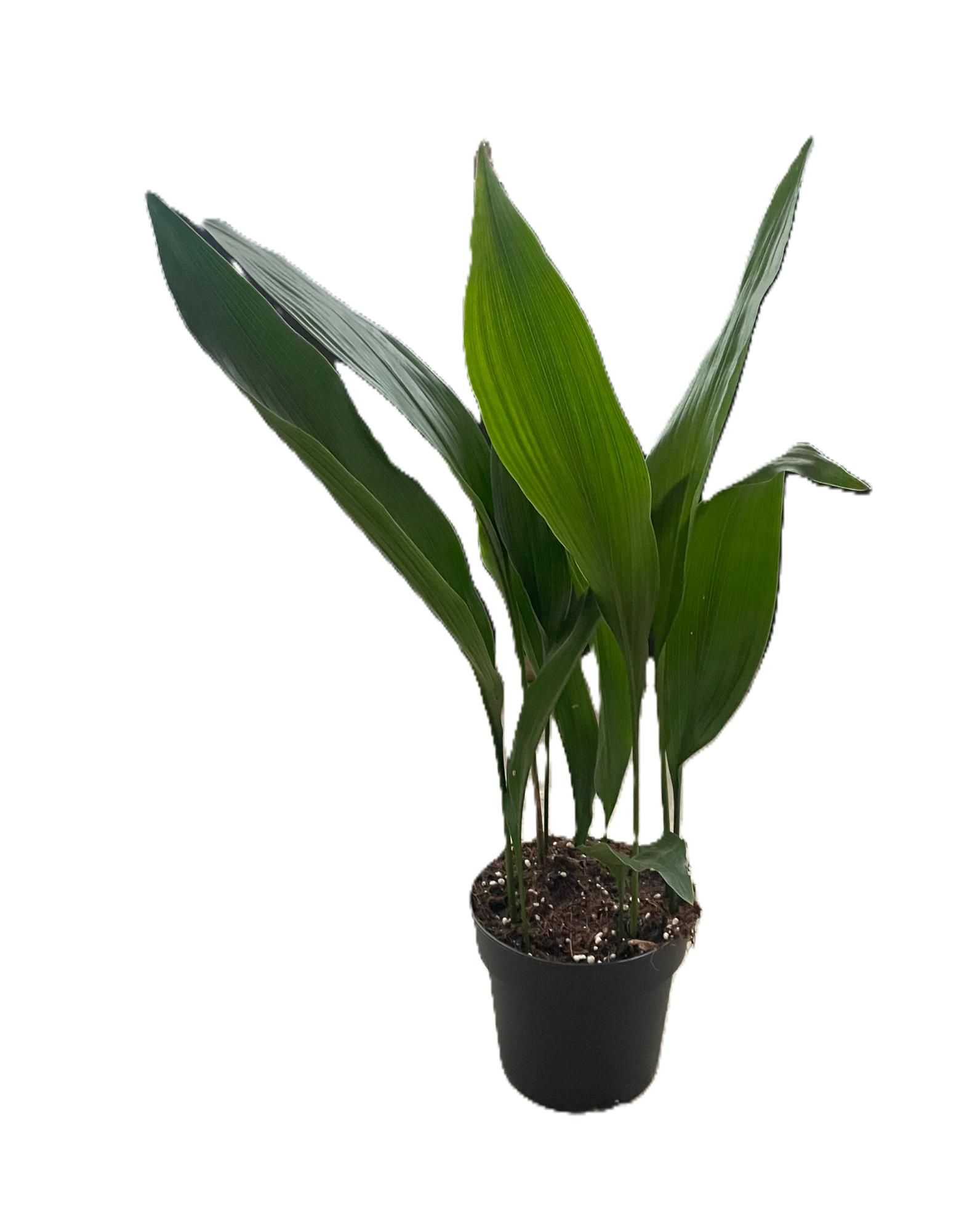 Aspistra eliator, D 13 cm Aspistra eliator, D 13 cm