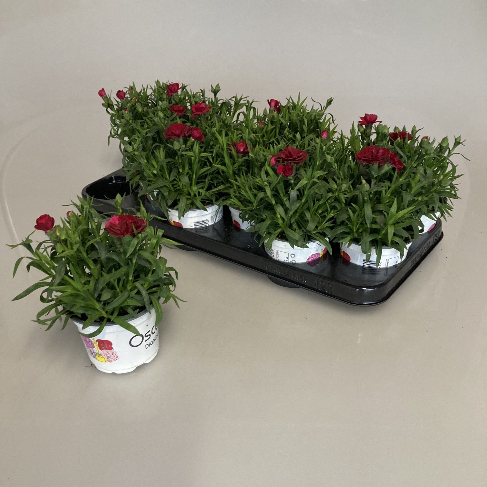 Dianthus Oscar Red, D 10,5