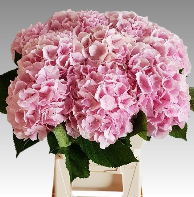 Гортензия Верена Пинк 60, шт.