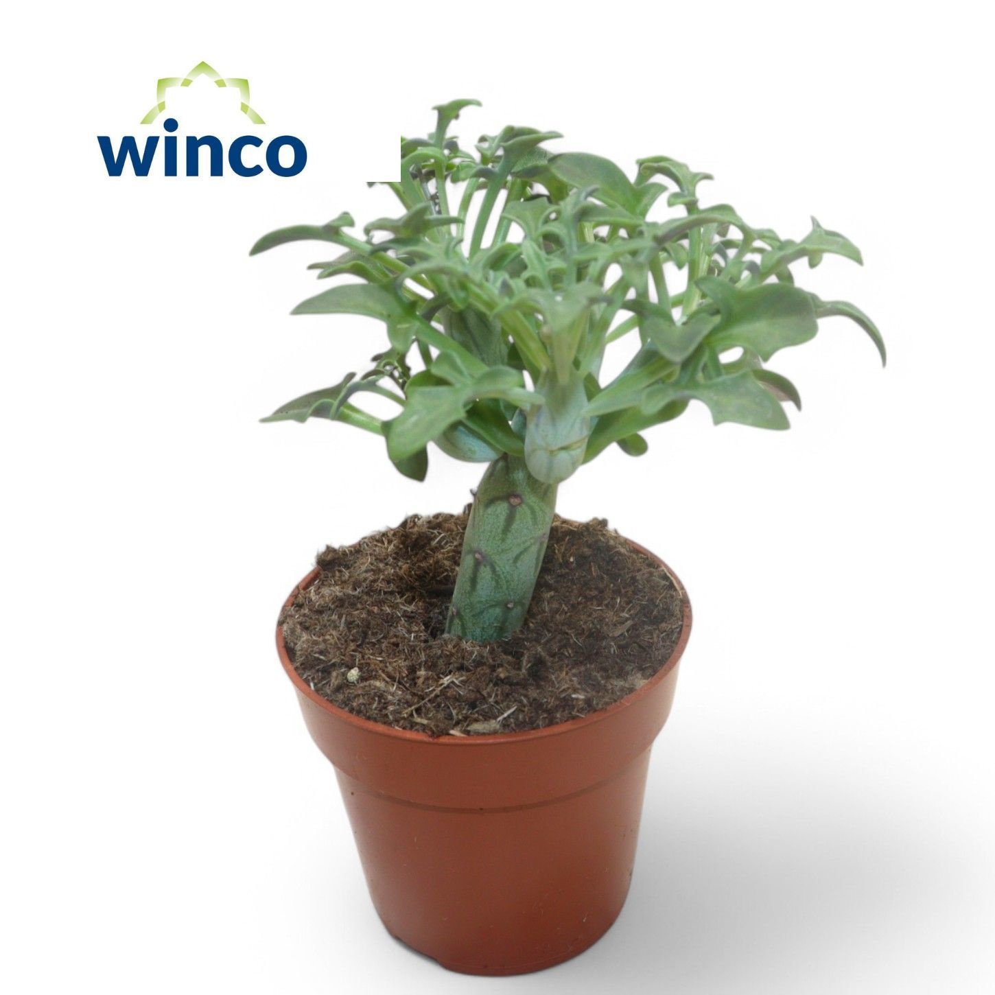 Senecio Articulatus, D 8,5