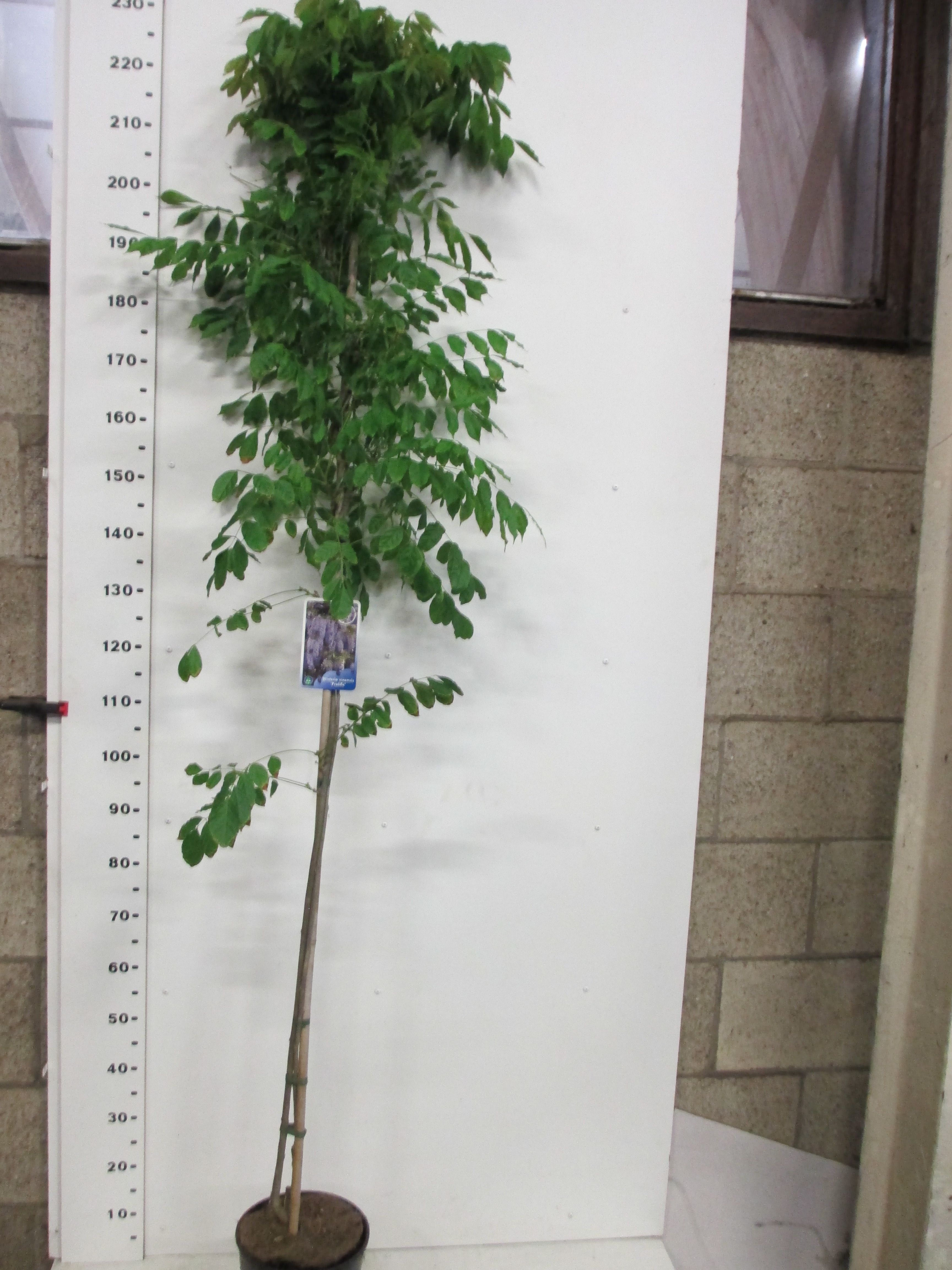 Wisteria s. Prolific 180 cm P21, D 21 cm Wisteria s. Prolific 180 cm P21, D 21 cm