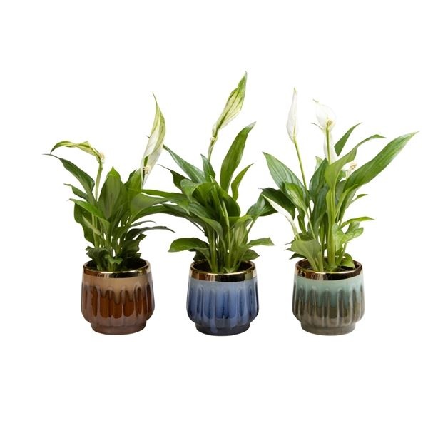 L 65620 with Spathiphyllum, D 6 cm