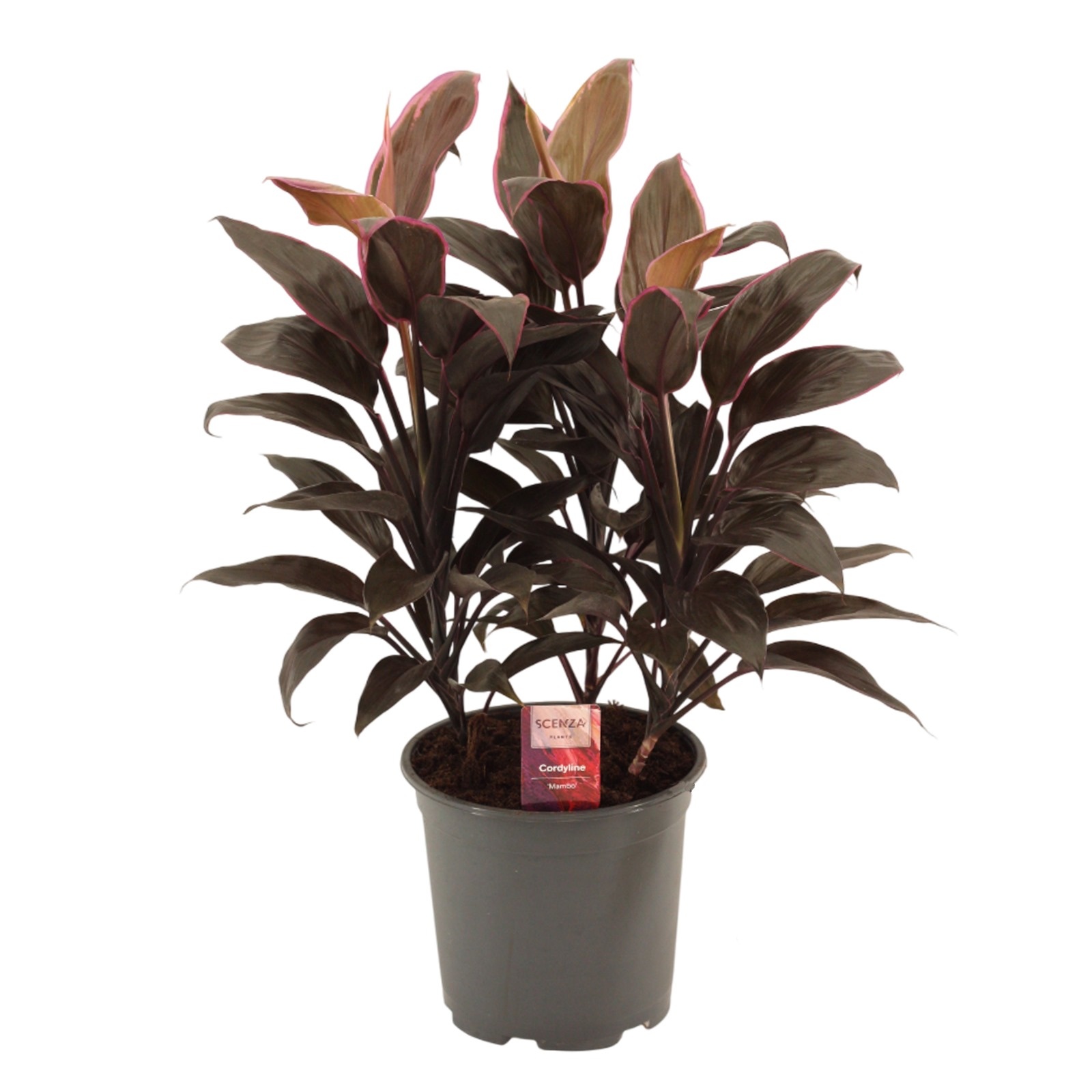 Cordyline Mambo Toef 19 cm, D 19 cm