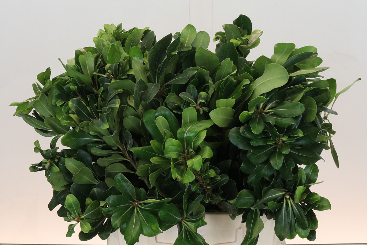 Питтоспорум Нурит 45, шт.