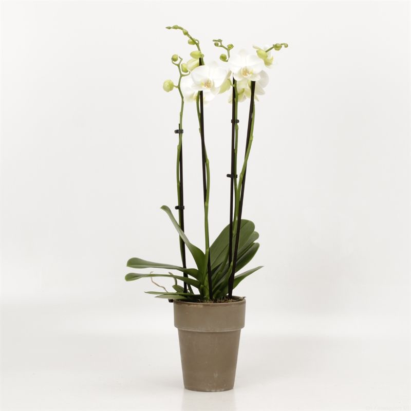 Phalaenopsis overig wit 4 tak wit in Megane grijs pot 13cm, D 13