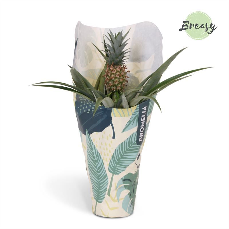 Ananas Mi Amigo - 12cm in Jungle Kraft | Mimesis, D 12
