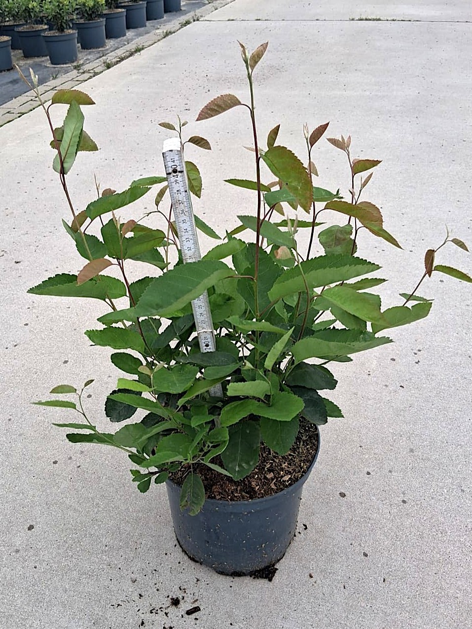 Amelanchier lamarkii, D 23