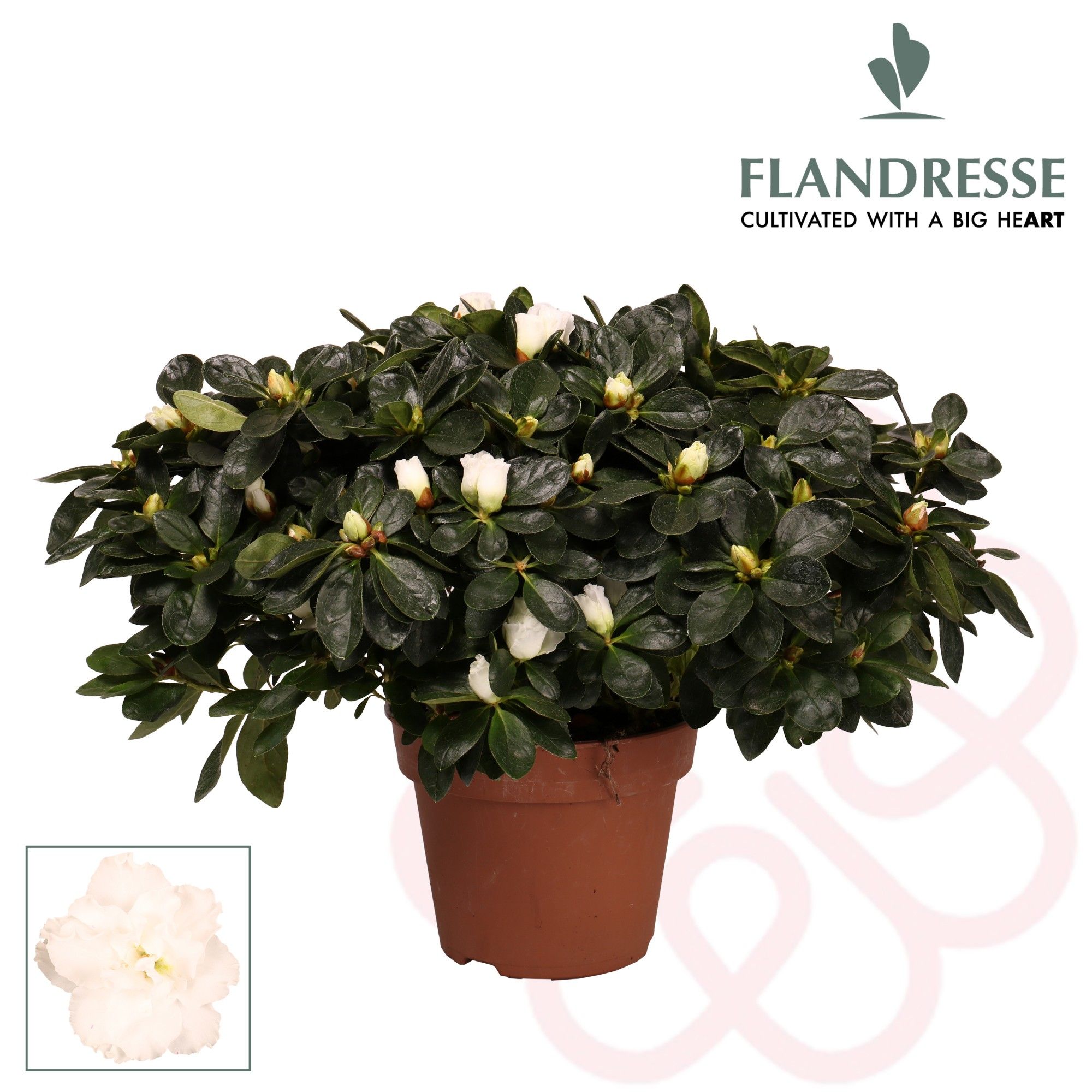 Azalea Flandresse® 'wit' 37 - 40 cm, D 16