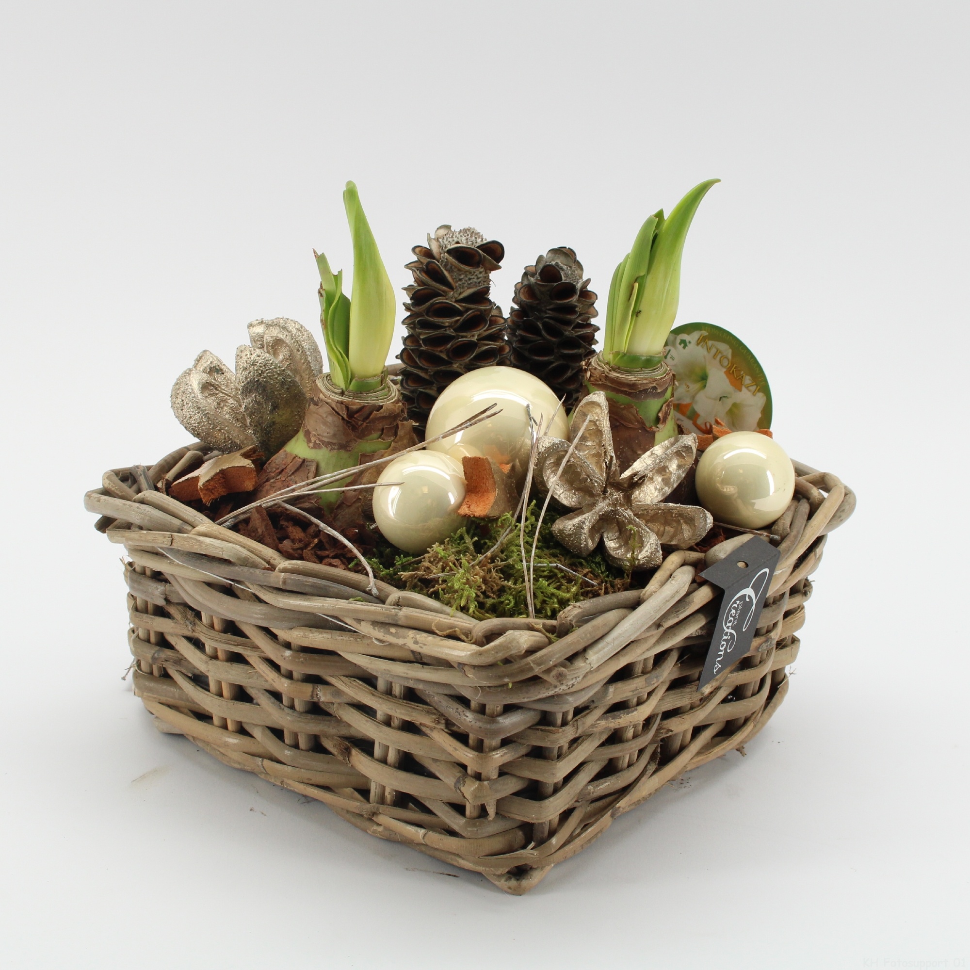 HICR-2526W Kerst Amaryllis, D 23 cm