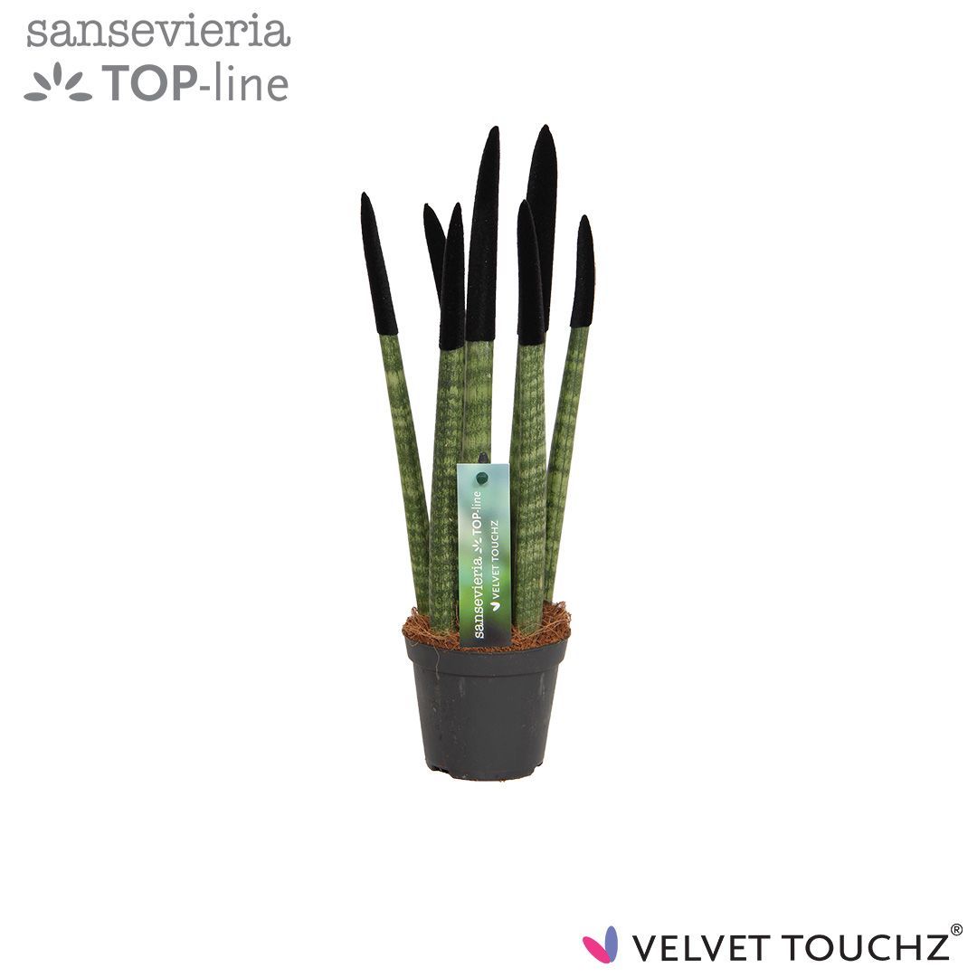Sansevieria VELVET TOUCHZ® Zwart, D 8,5