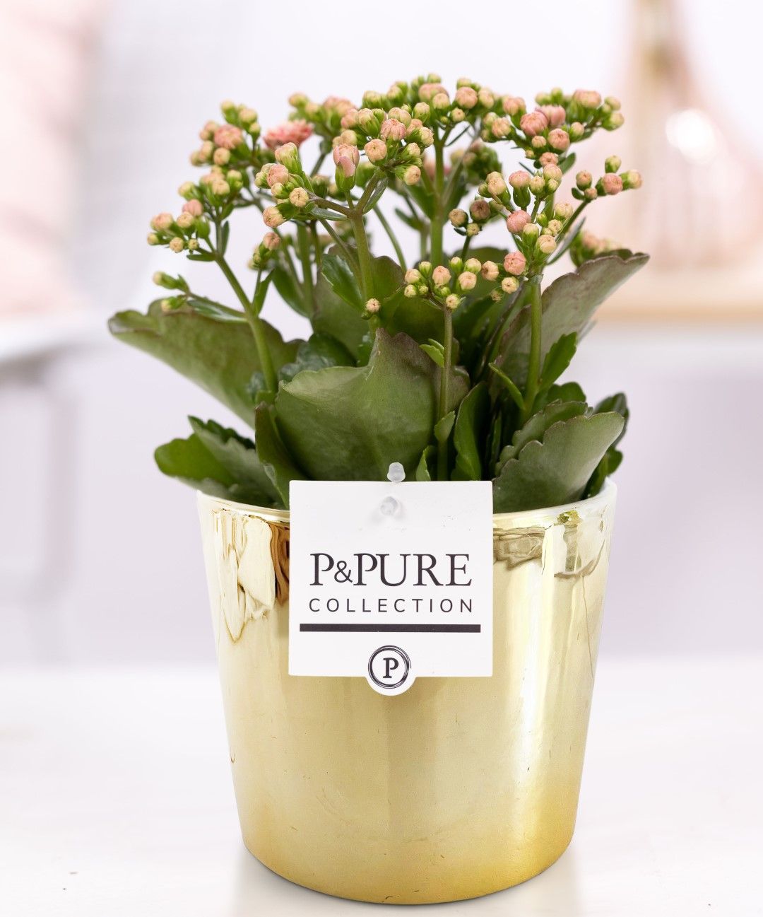 Kalanchoe pink in P&PURE Laryssa ceramics shiny gold, D 12 cm