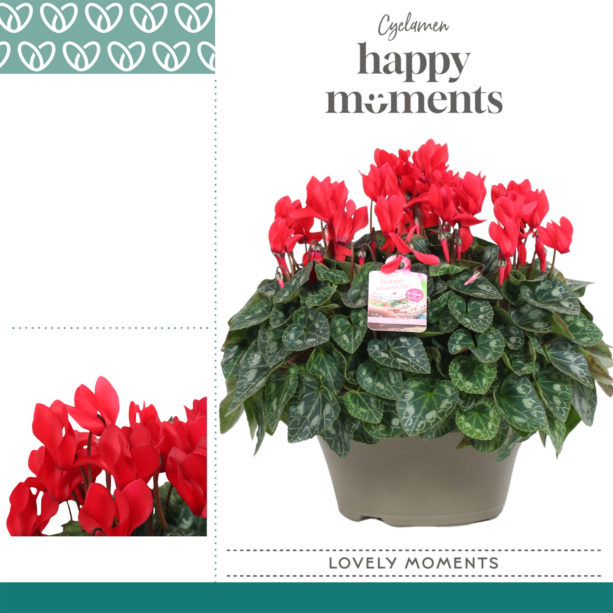 Cyclaam Garden Rood Schaal Taupe, D 22 cm