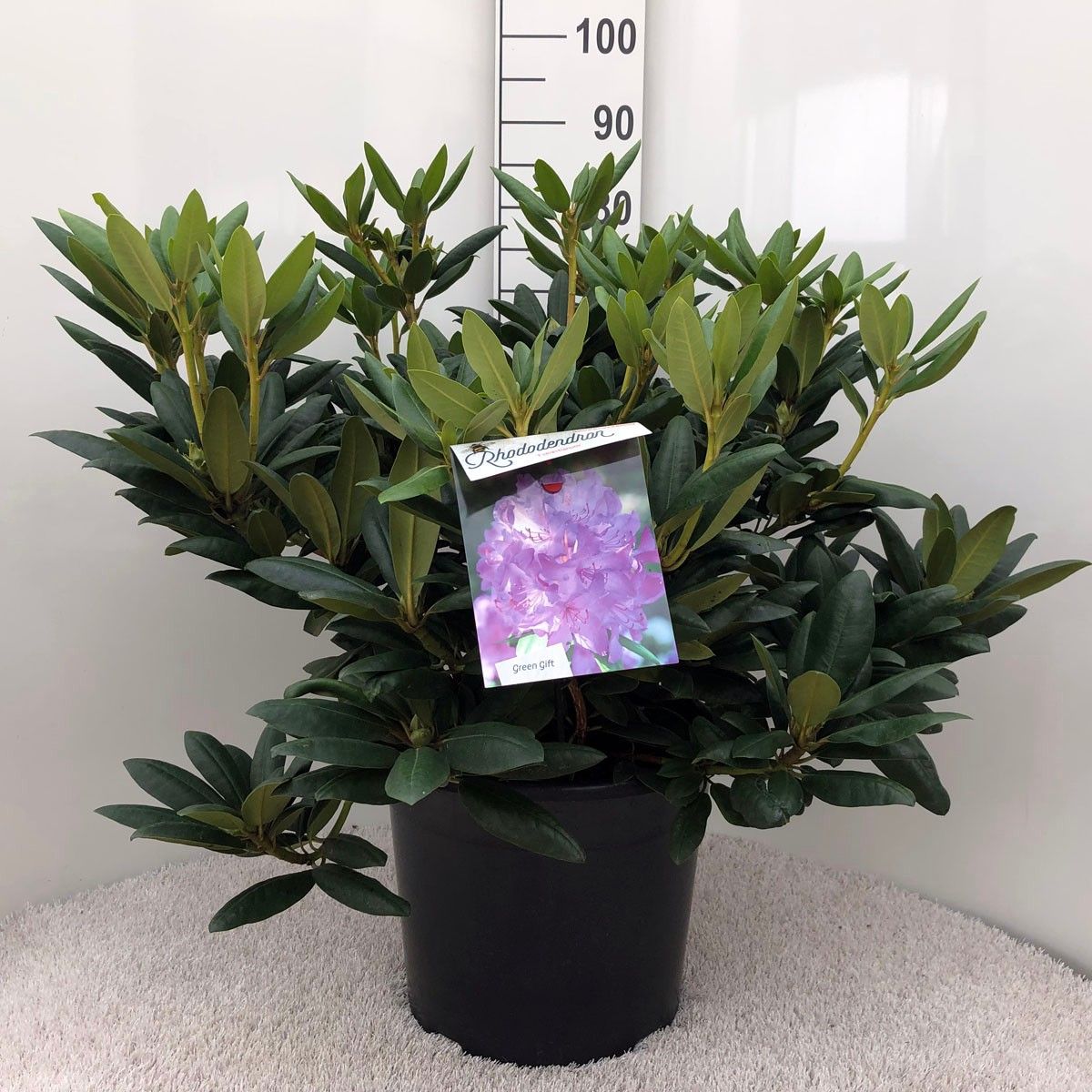 Rhodo. 'Everestianum' purple, D 37