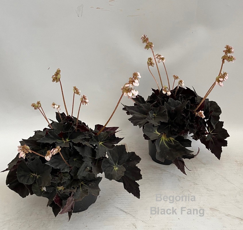 Begonia Black Fang 14cm, D 14