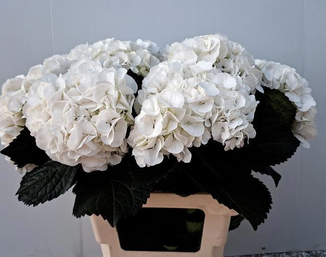 Гортензия Ивоор 65, шт.