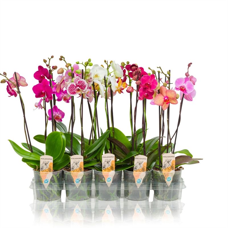 Phalaenopsis - 2T 12+ Mix, D 12 cm