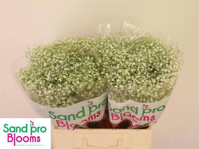 Гипсофила Дискавери 60, шт.