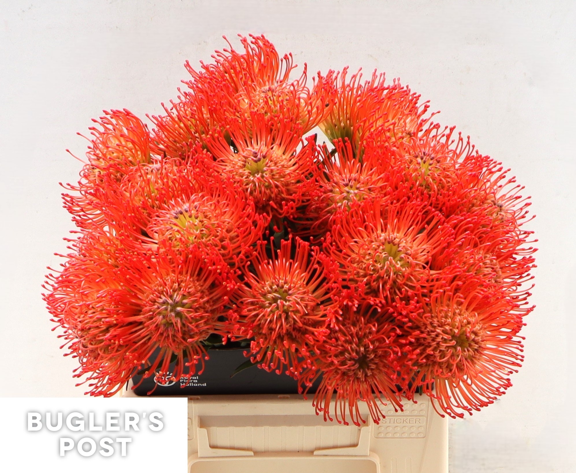 Нутанс Саксешн 40, шт.