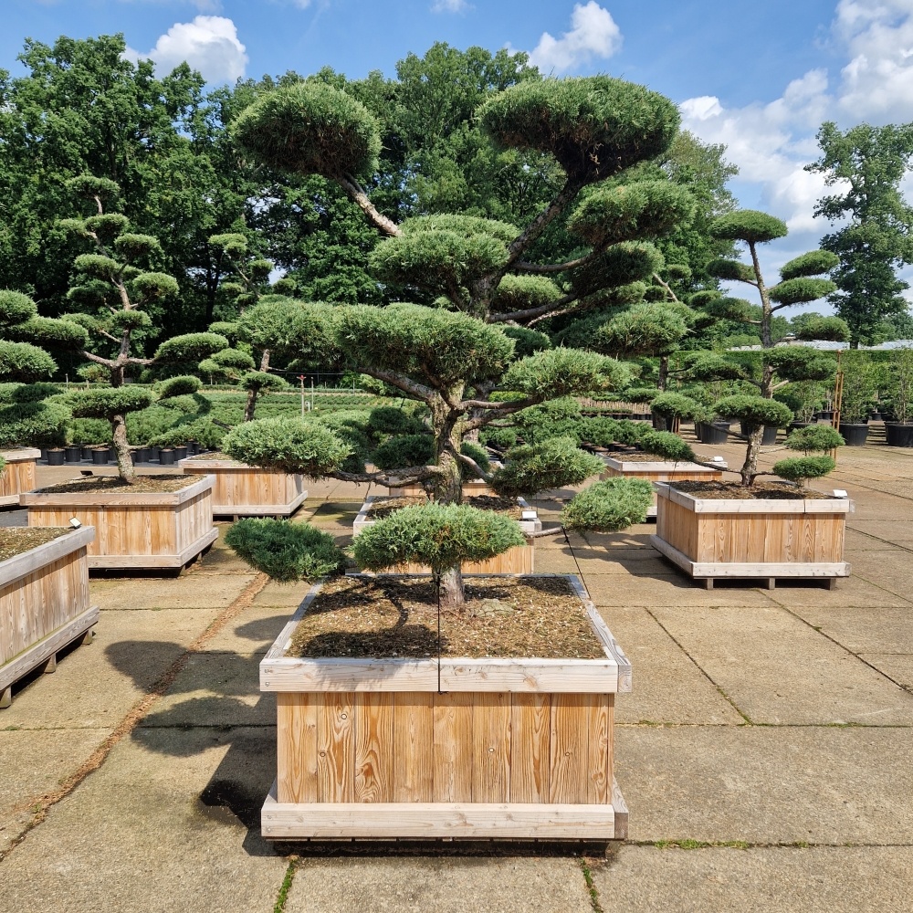 Juniperus media 'Hetzii', D 110 cm