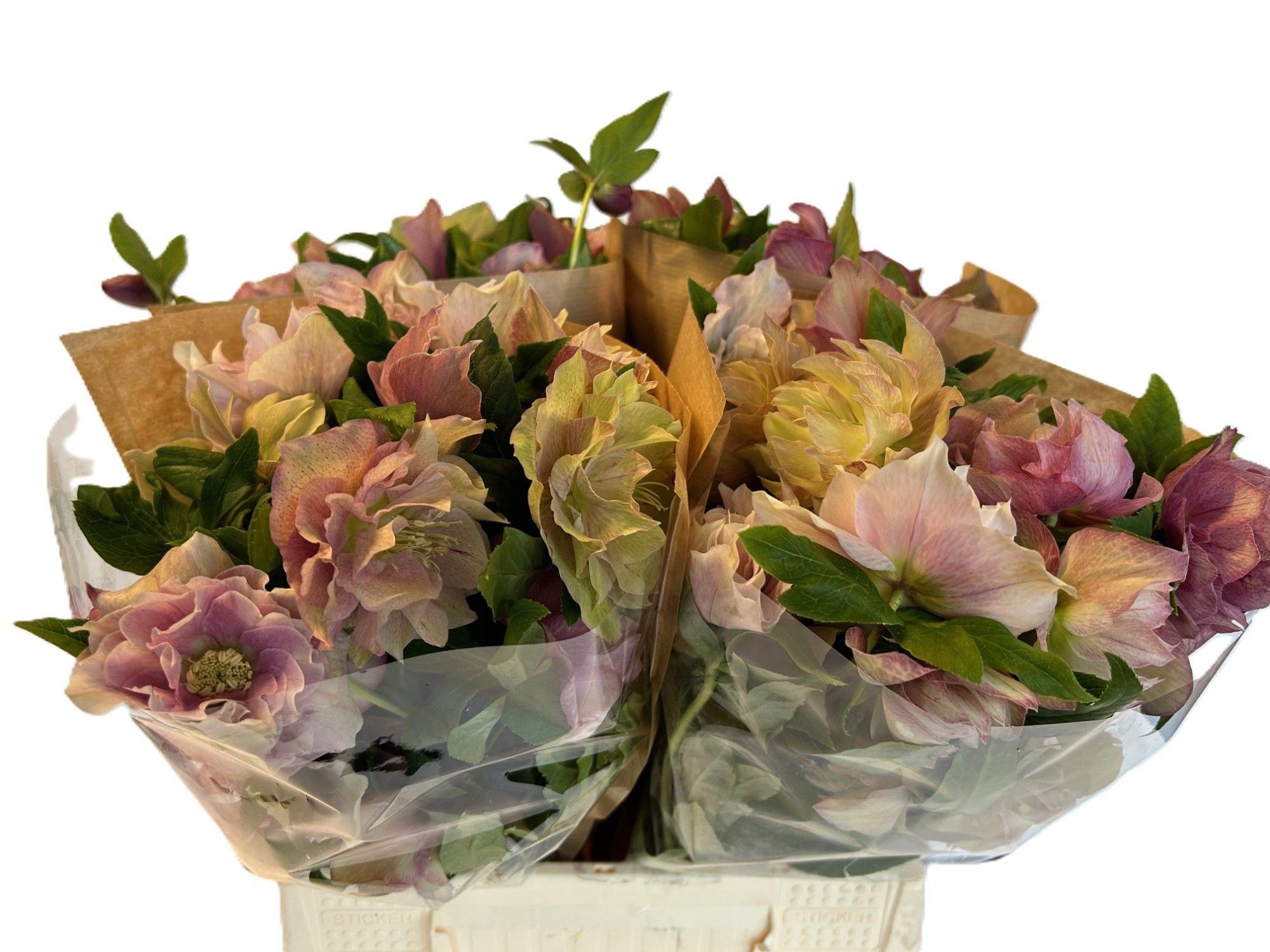 Хелеборус дв. Дабл Квинс Пинк 40, шт.