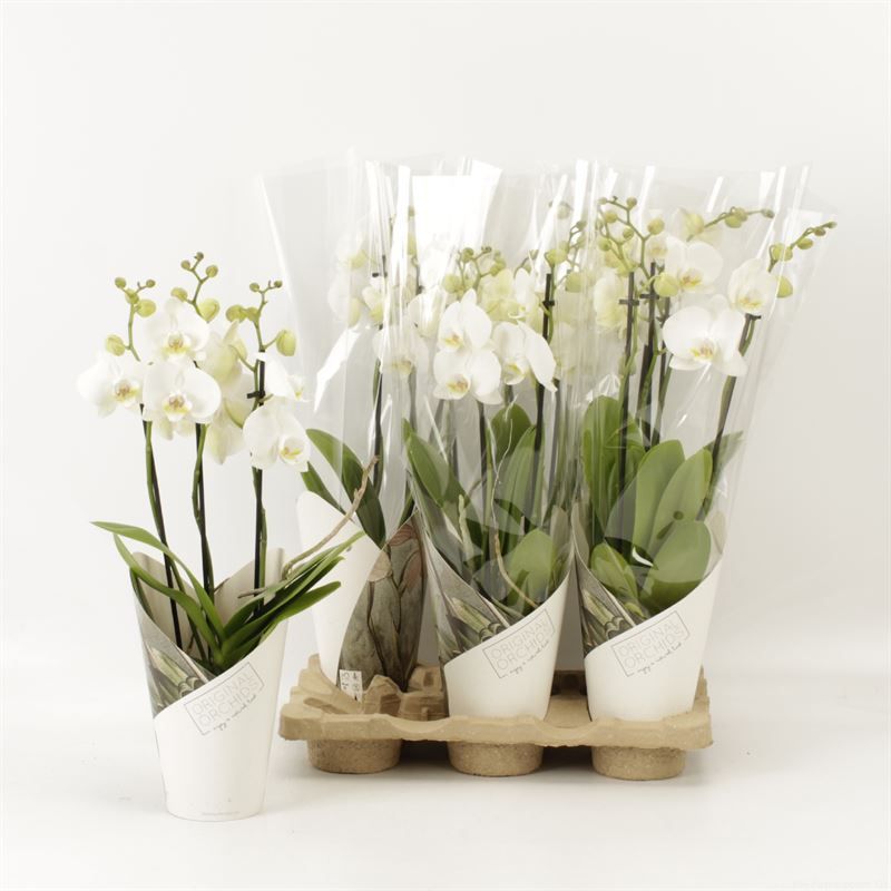 Phalaenopsis overig wit 3 tak wit in koker Artemis, D 12
