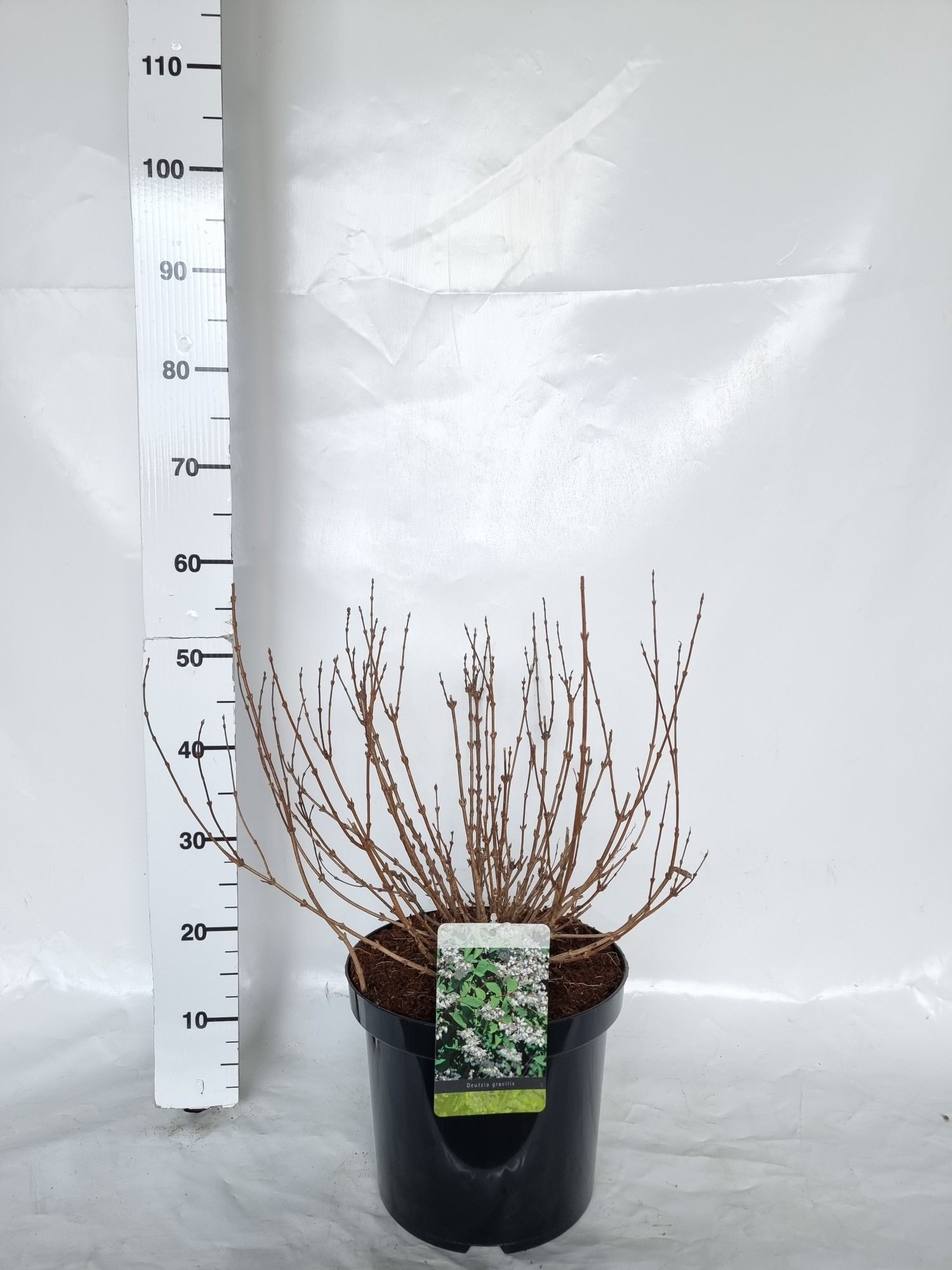 Deutzia gracilis, D 30