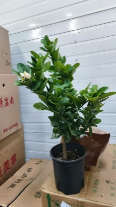 Лимон 1.5 галлон лоллипоп, шампань, перфуме, лемон 18 60 (WG0638)