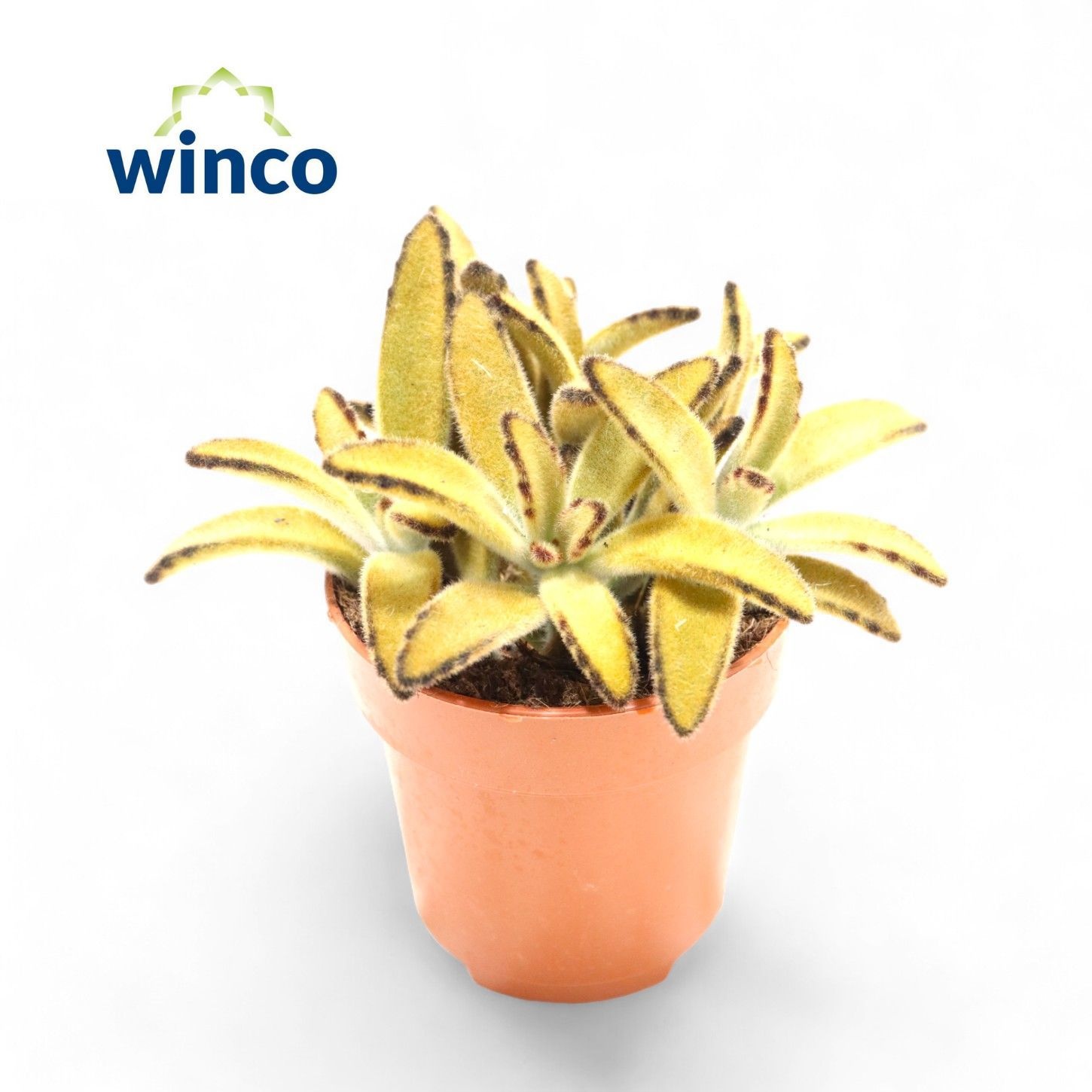 Kalanchoe Tomentosa Golden Girl, D 8,5