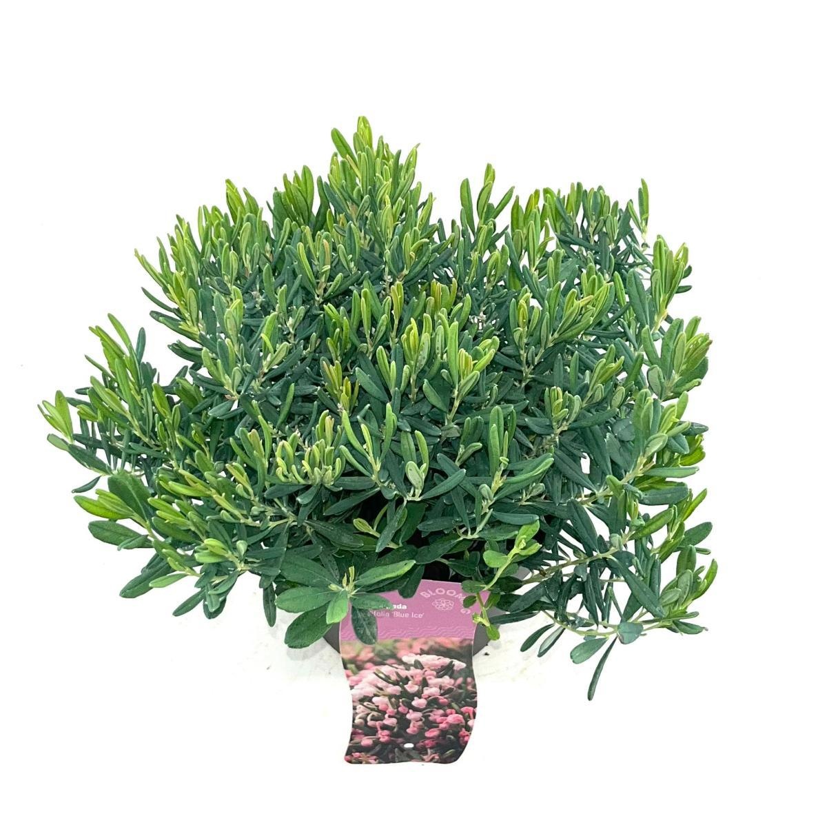 Andromeda polifolia 'Blue Ice', D 17