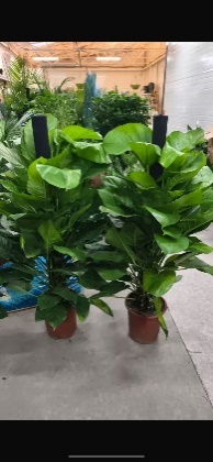 Эпипремнум Ауреум на опоре 28 150