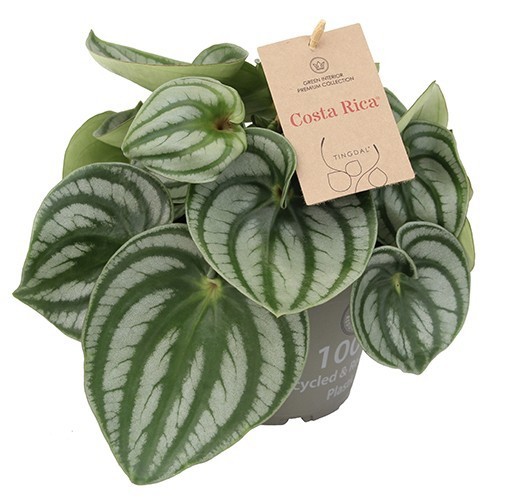 PEPEROMIA-HYBRID 'Costa Rica', D 14