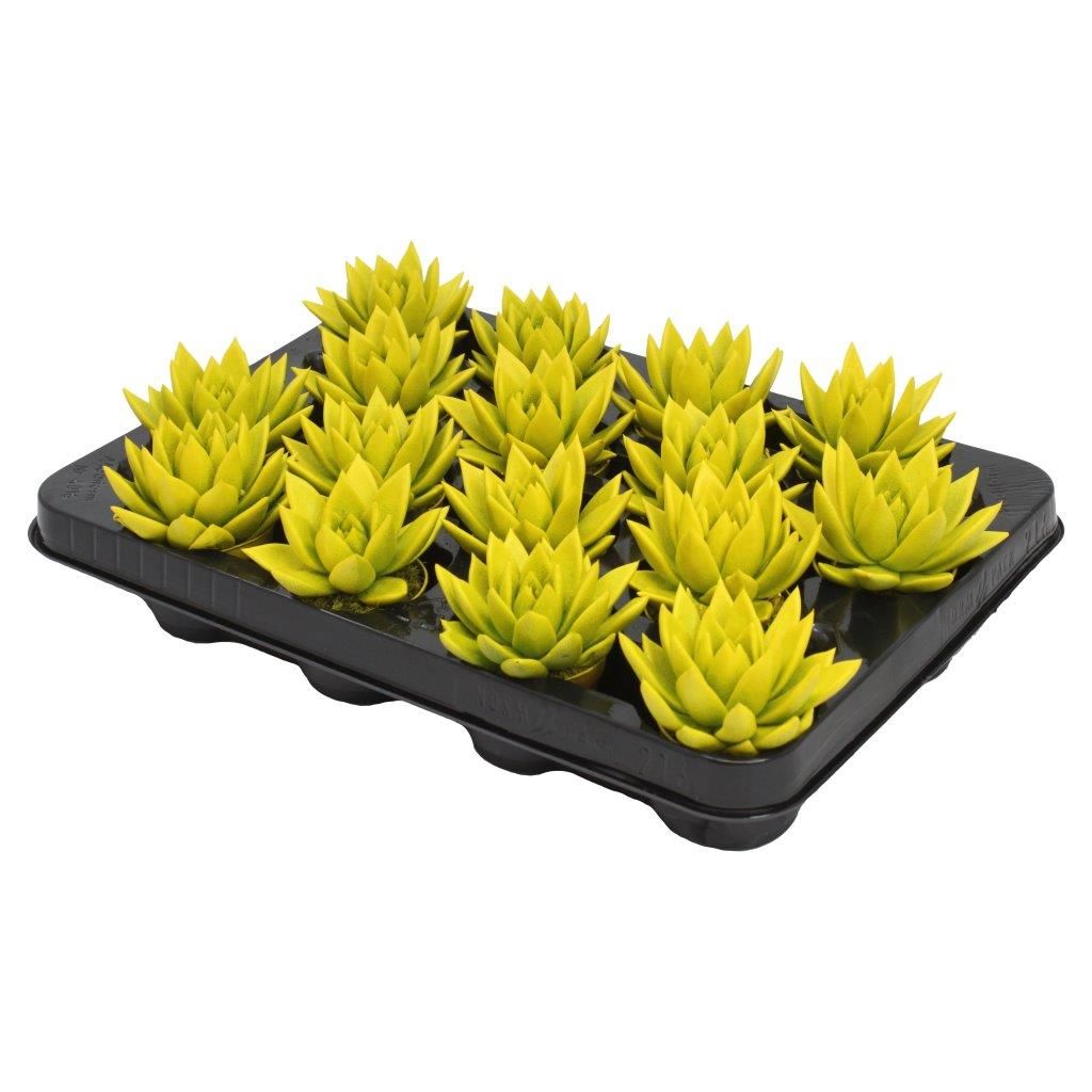 Miranda coloured yellow, D 6 cm