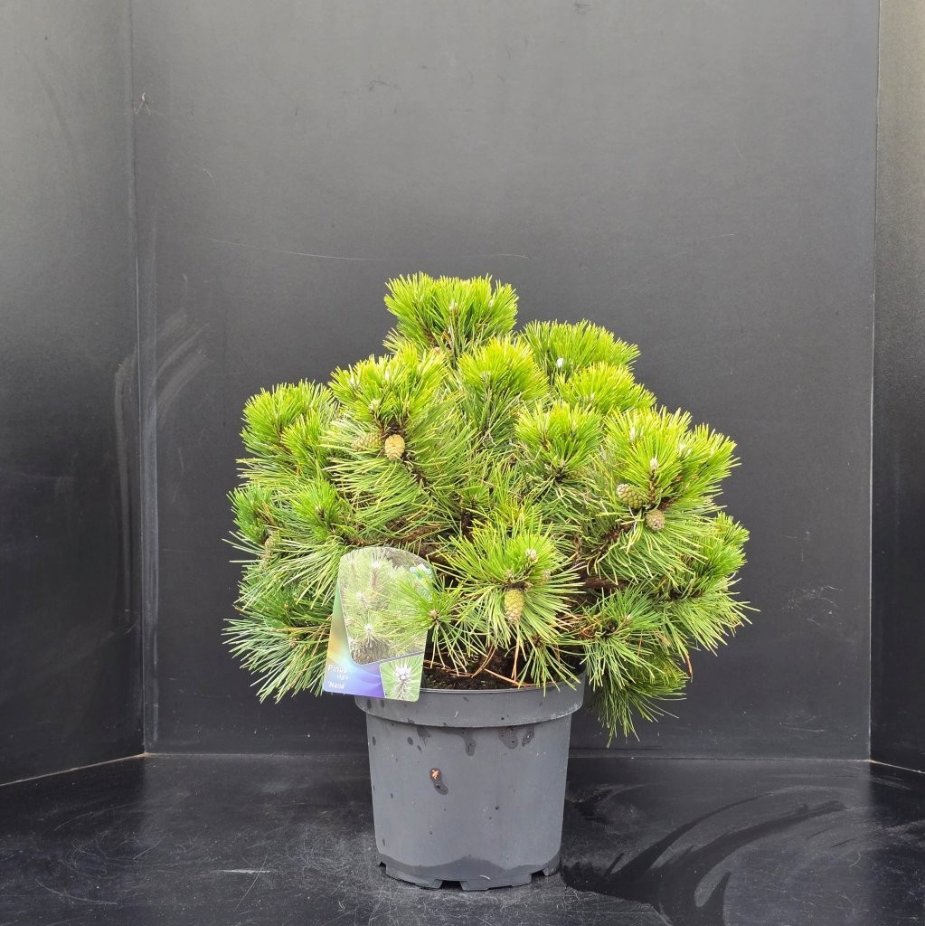 Pinus nigra Nana, D 26 cm