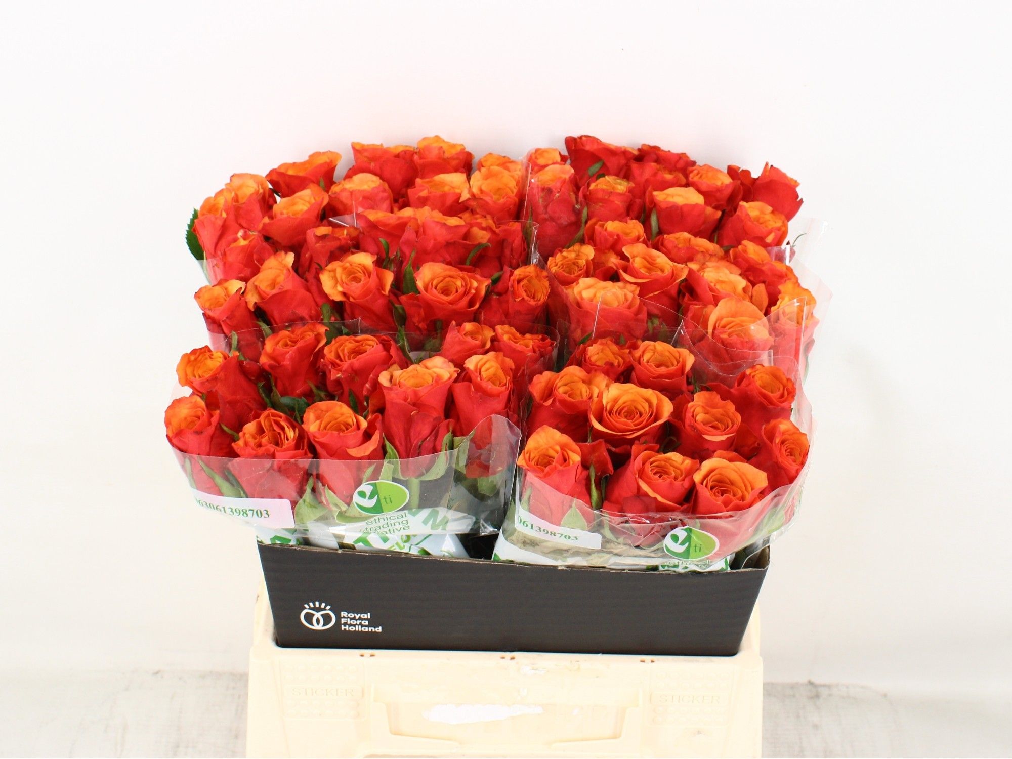 Роза од. Испания 40, шт.