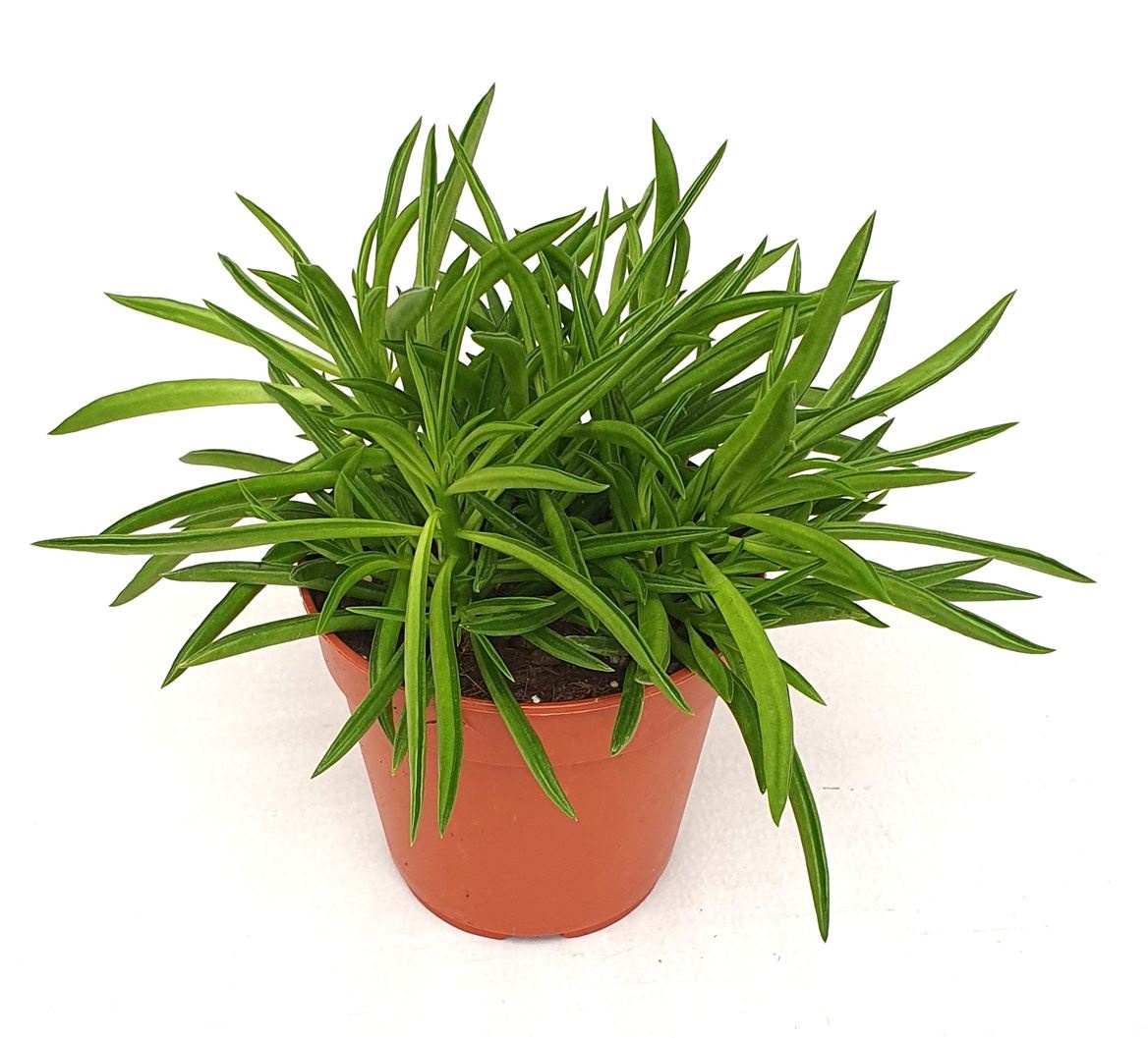 Peperomia 'Nevada', D 12