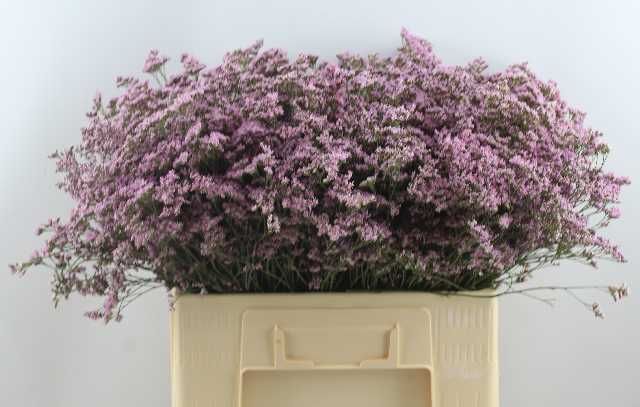 Лимониум Сафора Оши Пинк 60, шт.