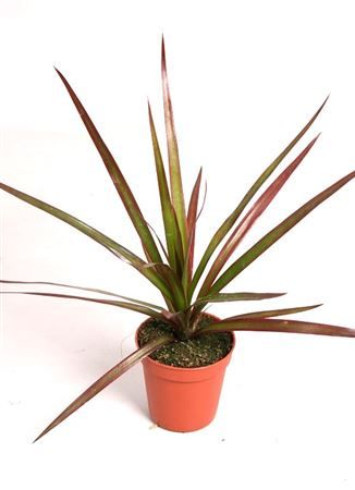 Dracaena marg. 'Magenta', D 5,5