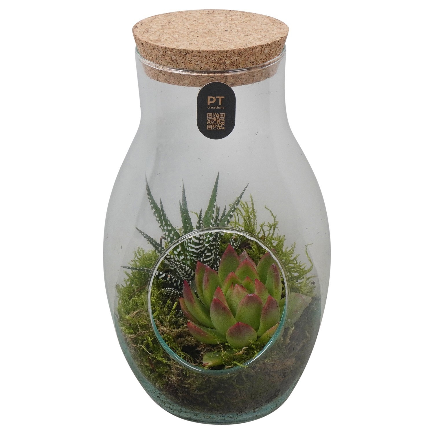 PTIG2689 Arrangement Indoor in glas fles, D 13